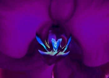 F 037C